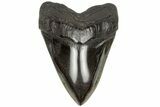 Fossil Megalodon Tooth - Polished Blade #204582-1